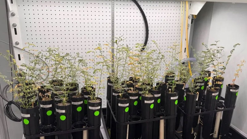 Các nhà khoa học trồng đậu Hà Lan trên đất giả nhân tạo của Mặt Trăng, nhưng không dám thử nó dưới dạng súp