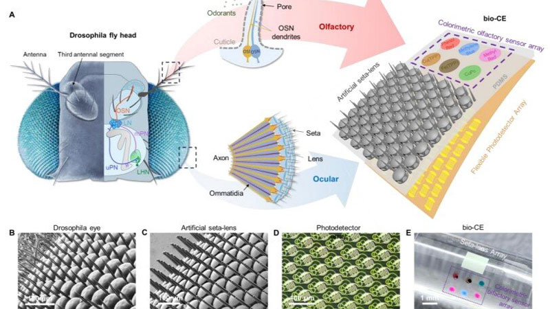Trung Quốc đã phát triển “mắt muỗi” cho drone, cung cấp tầm nhìn toàn cảnh và cảm biến mùi
